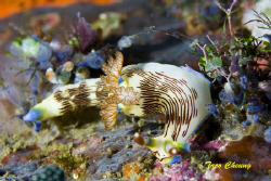 Nudibranch @ Anilao by Taco Cheung 